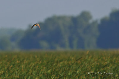 LeastBittern_011_7754b.jpg