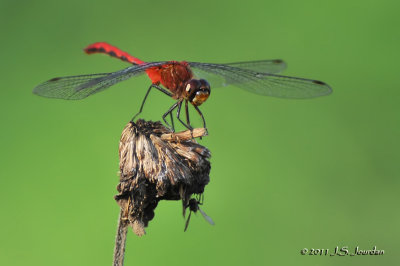 RubyMeadowhawk_011_7890b.jpg