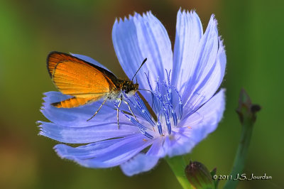 Skipper_011_8467b.jpg