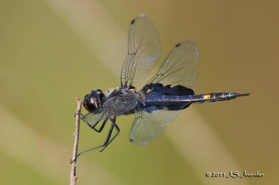 Saddlebags_011_8396b.jpg