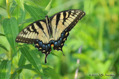 EasternTigerSwallowtail_011_8422b.jpg