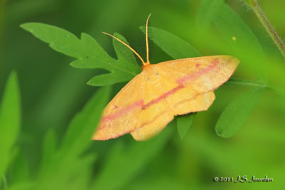 ChickweedGeometer_011_8484b.jpg