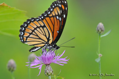 MonarchButterfly_011_8679b.jpg