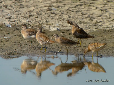 ShortbilledDowitcher3827b.jpg