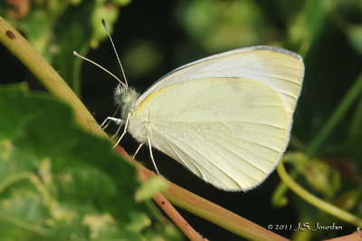 CabbageWhite_011_8785b.jpg