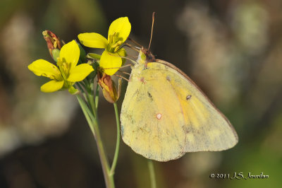 CloudSulphur_011_8792b.jpg