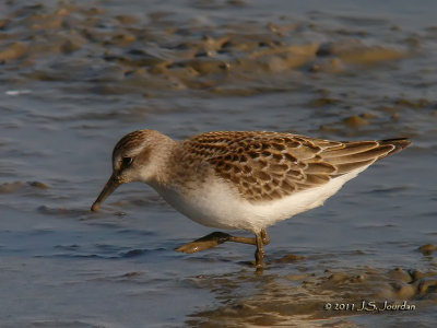 SemipalmatedSandpiper3944b.jpg