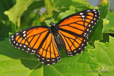 Viceroy_011_8775b.jpg