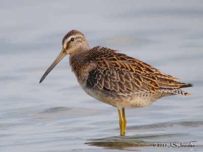 ShortbilledDowitcher4188b.jpg