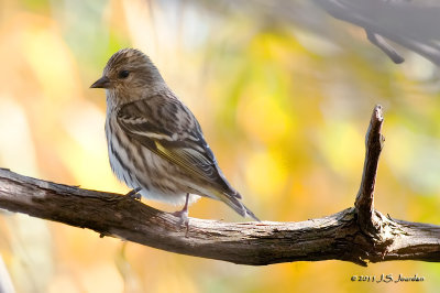Pine Siskin