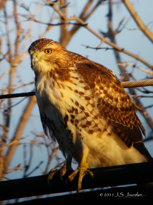 Red-tailed Hawk