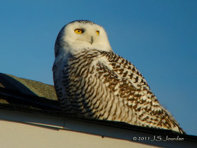 Snowy Owl