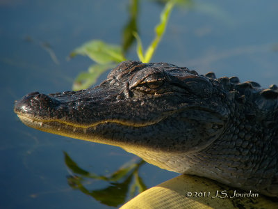 Alligator5371b.jpg