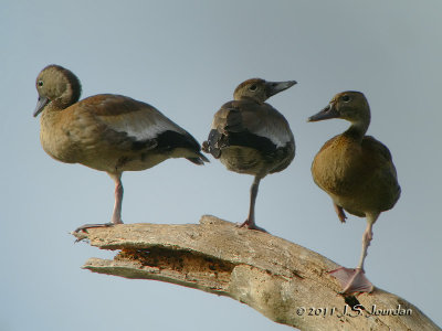 BlackbelliedWhistlingDuck5301b.jpg