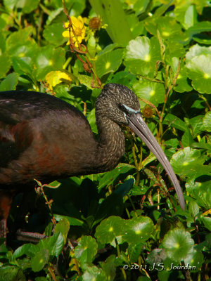 Glossy Ibis