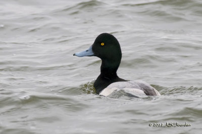 GreaterScaup012_6059b.jpg