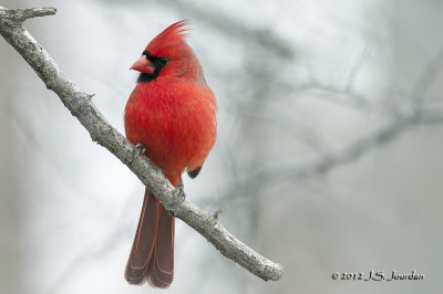 Northern Cardinal