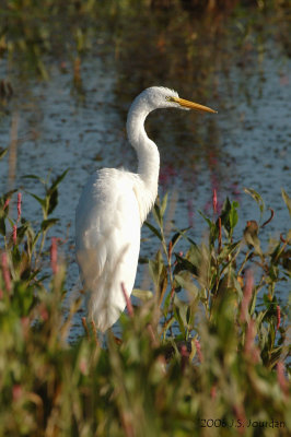 GreatEgret7132b.jpg