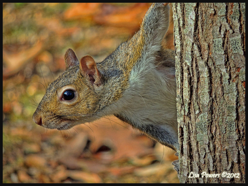 Eastern Gray Squirrel