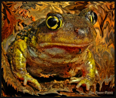 Eastern Spadefoot - Hypno Toad