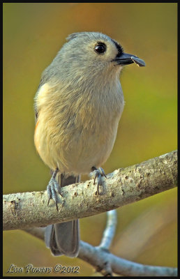 Tufted Titmouse