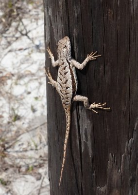 Florida Scrub Lizard - Sceloporus woodi