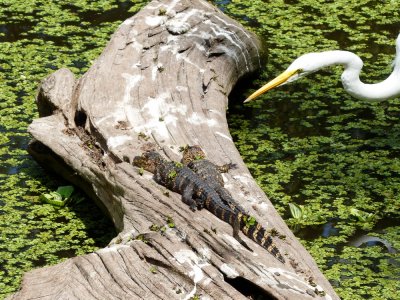 Gators and Egret