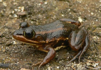 Carpenter Frog - Lithobates virgatipes