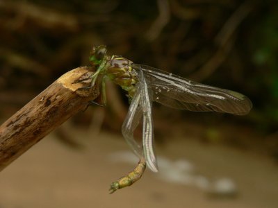 Russet-tipped Clubtail Emergence