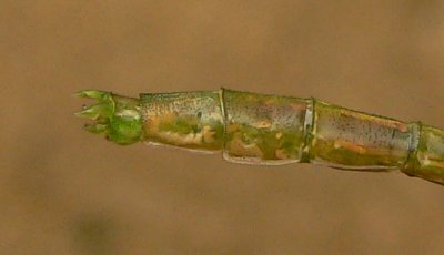 Russet-tipped Clubtail Emergence