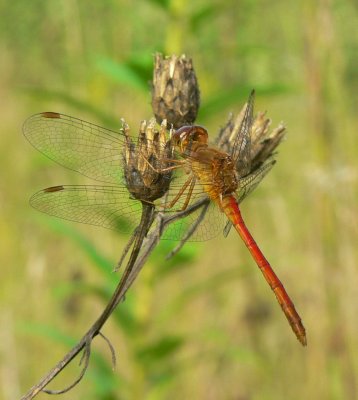 Autumn Meadowhawk - Sympetrum vicinum