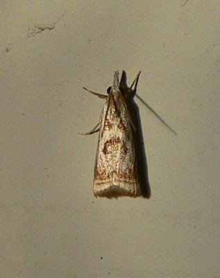 Elegant Grass-veneer Moth - Microcrambus elegans