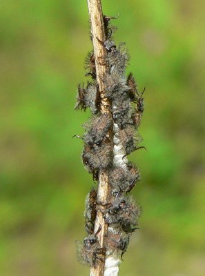 Owlfly Larvae Closeup - Ululodes sp.