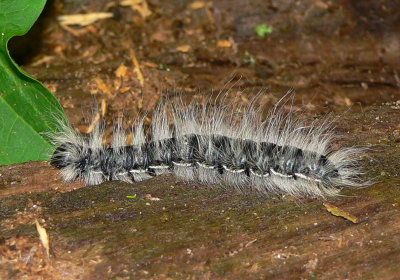 Walnut Caterpillar Moth - Datana integerrima