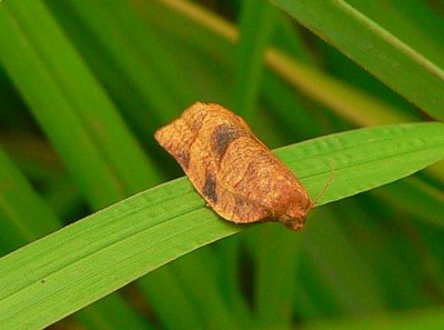 Spotted Fireworm Moth - Choristoneura parallela