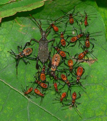 Leaf-footed Bug Nymphs - Leptoglossus sp.