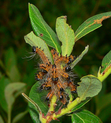 Caterpillars (Datana sp.) on Blueberry