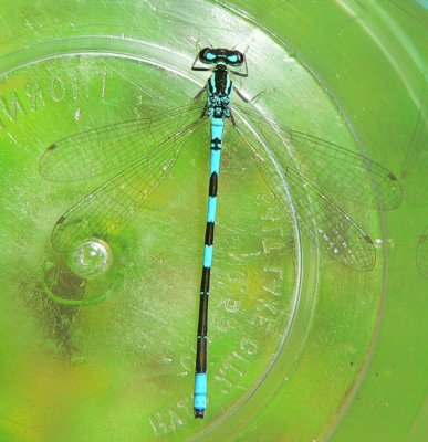 Taiga Bluet - Coenagrion resolutum