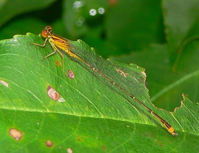 Orange Bluet - Enallagma signatum