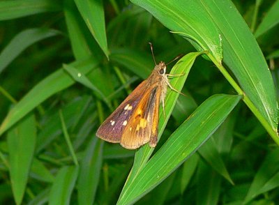 Broad-winged Skipper - Poanes viator