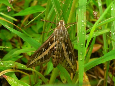 White-lined Sphinx - Hyles lineata