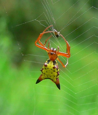 Arrow-shaped Micrathena - Micrathena sagittata