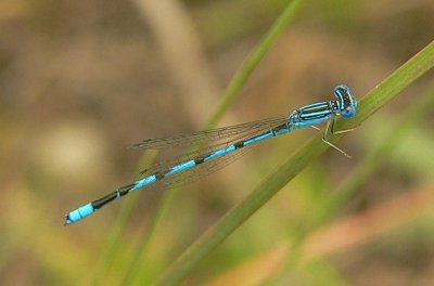 Double-striped Bluet - Enallagma basidens