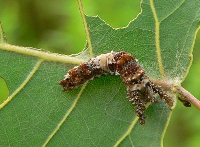 Limenitis Caterpillar
