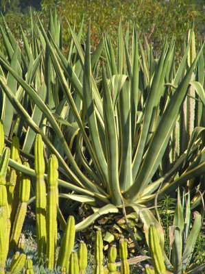 Getty Center Gardens