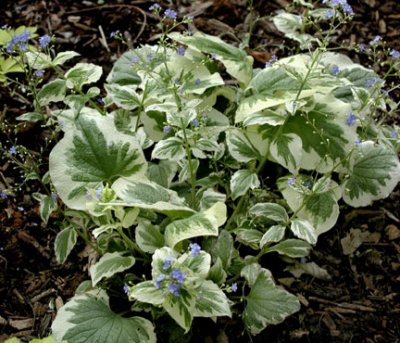 Brunnera macrophylla Dawsons White