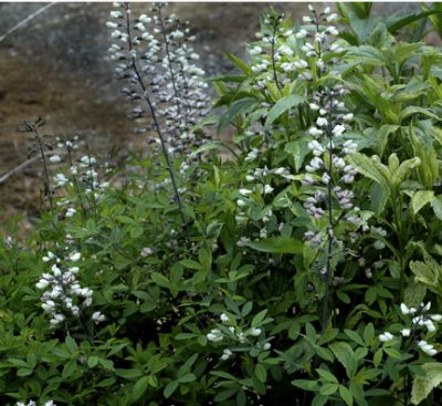 Baptisia pendula alba