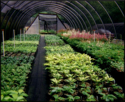 Spring - Hostas, Astilbes