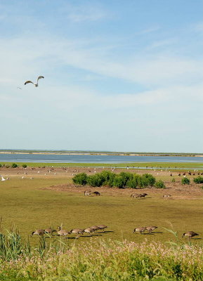 Edwin B. Forsythe NWR