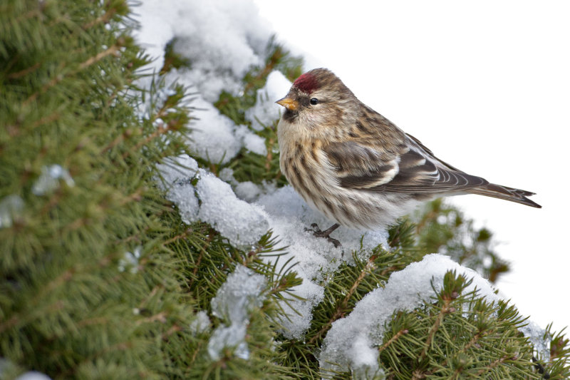 Common Redpoll